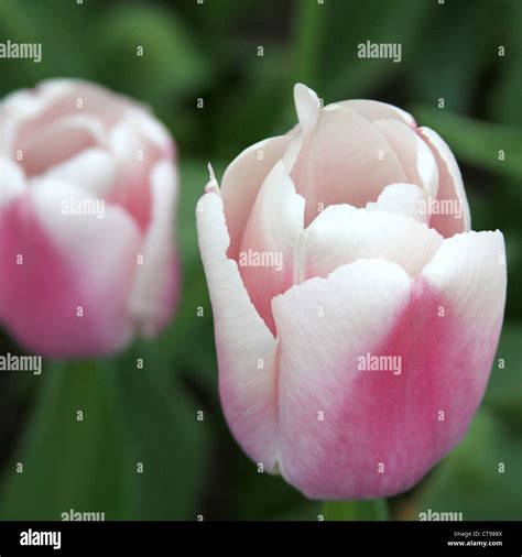 Pink and White tulips Stock Photo - Alamy