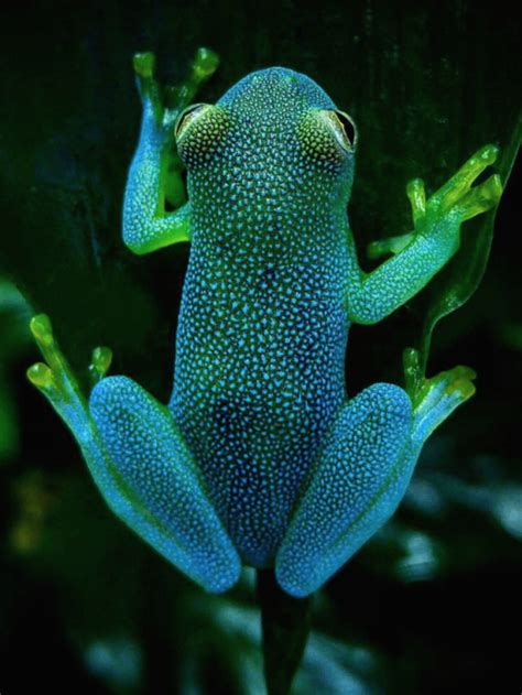 glass tree frog | Tumblr