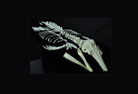 Beluga Whale Disarticulated Skeleton - SkeletonsAndSkulls