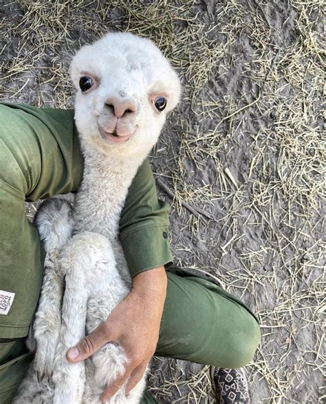 Happy baby Llama : r/aww