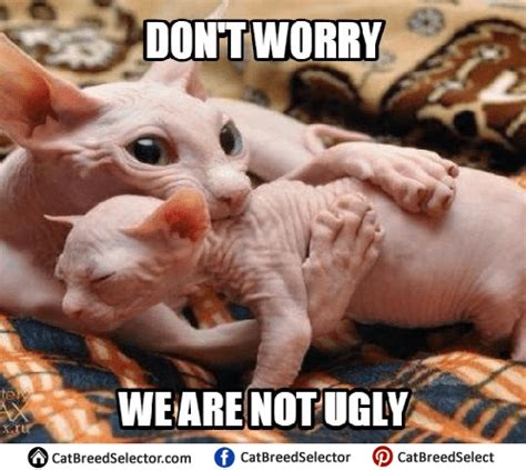 Hairless Cat Memes | Cat Breed Selector