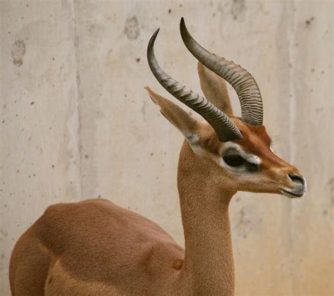 gazelle horns - Google Search | Gazelle horns, Giraffe, Gazelle