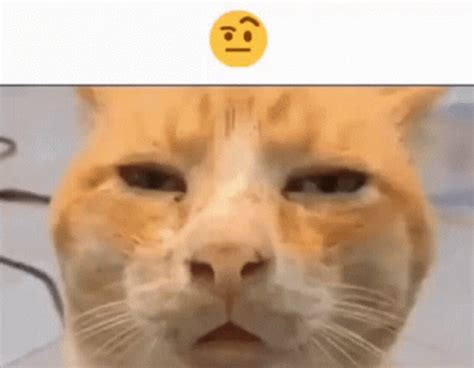 Huh Cat GIF - Huh Cat - Discover & Share GIFs