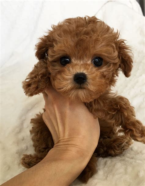 Teacup maltipoo Multipoo puppy Bebe - iHeartTeacups