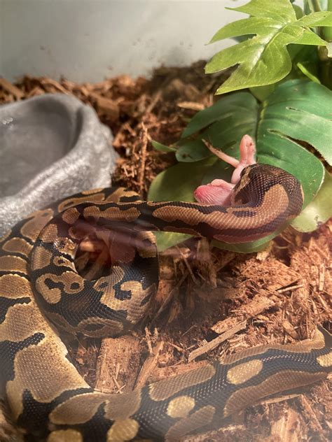 First feeding! : r/ballpython