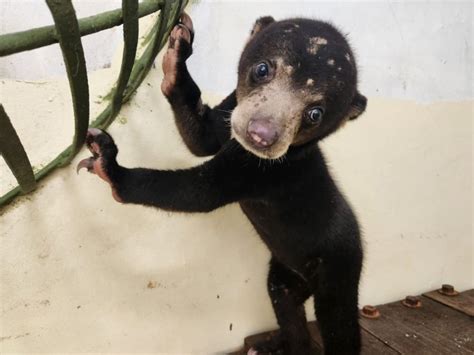 A bear-y good rescue: Bornean sun bear cub Tenom avoids life as a pet ...