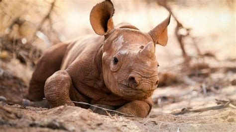 Baby black rhino has incredible routine, pictures show | Baby rhino, Sheldrick wildlife trust, Rhino