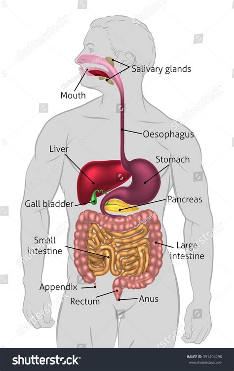 Human Digestive System Digestive Tract Alimentary Arkivvektor ...