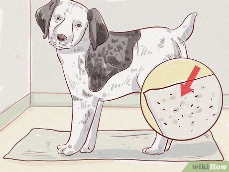 How to Tell if Your Dog Has Fleas: 14 Steps (with Pictures)