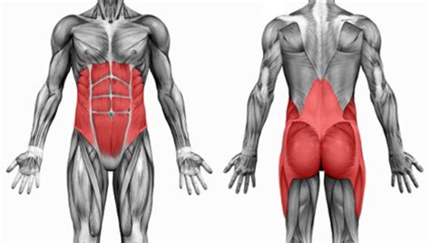 How to Strengthen Your Core Muscles - CalorieBee