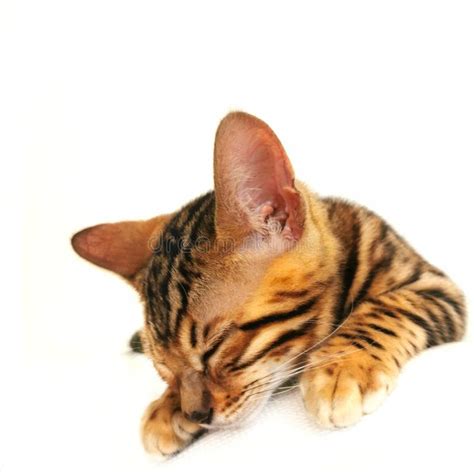 Bengal Cat Kitten Sleeping on a Bed Stock Image - Image of bengal ...