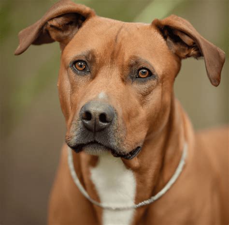 Photo of a Rhodesian Ridgeback Pitbull Mix | Pet Dog Owner