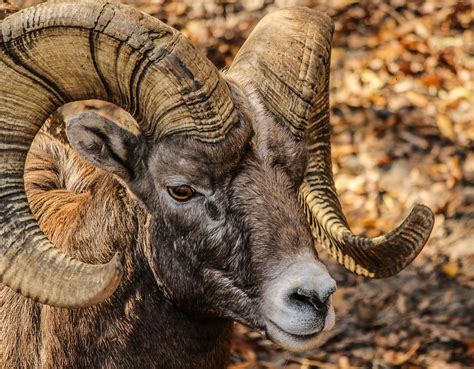 Download free photo of Bighorn ram,male,horns,rocky mountain bighorn sheep,animal - from needpix.com