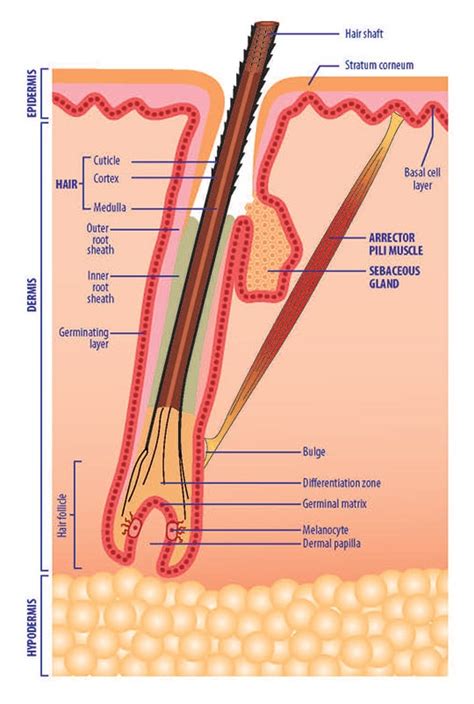 Hair: Follicle, Associated Structures and Growth - QIMA Life Sciences