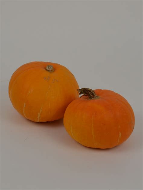 Giant pumpkin seeds - Pin the Tail