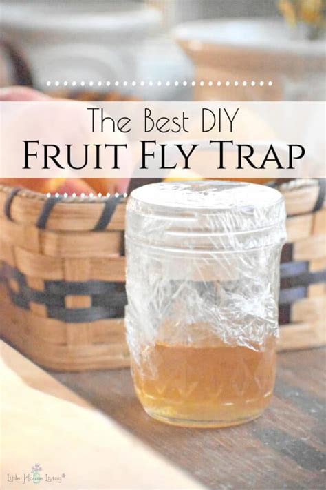 The Best DIY Fruit Fly Killer - Eliminate Fruit Flies