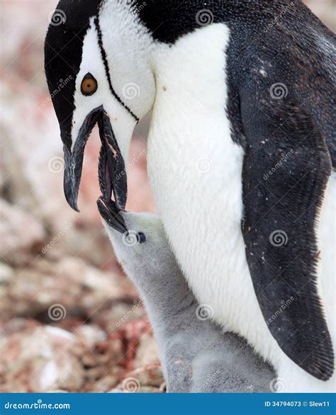 Chinstrap Penguins - Mom And Baby Stock Photos - Image: 34794073