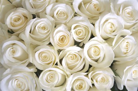 🔥 [71+] White Roses Background | WallpaperSafari