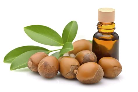 Argan seeds isolated on a white banner background. Argan oil nuts with ...