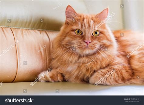 296,321 Cute Orange Cat Images, Stock Photos & Vectors | Shutterstock