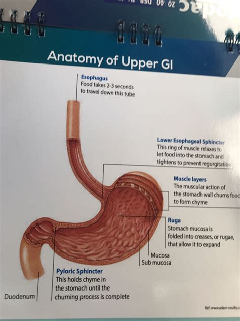 GI Endoscopy