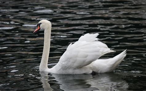 Mute Swan | Audubon Field Guide