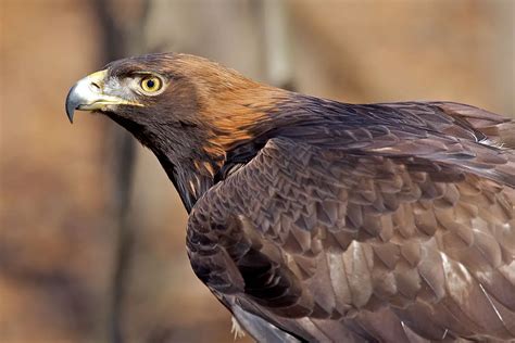 Golden Eagle Facts – Golden Eagle Habitat –Golden Eagle Diet