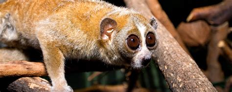 Pygmy Slow Loris | Lincoln Park Zoo