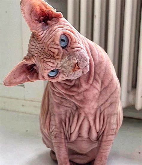 Hairless, Sinister-Looking Cat May Be Named The Scariest Feline In The World | Голые кошки ...