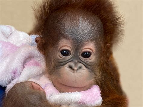 The Gulf Breeze Zoo is pleased to announce the recent birth of a female ...