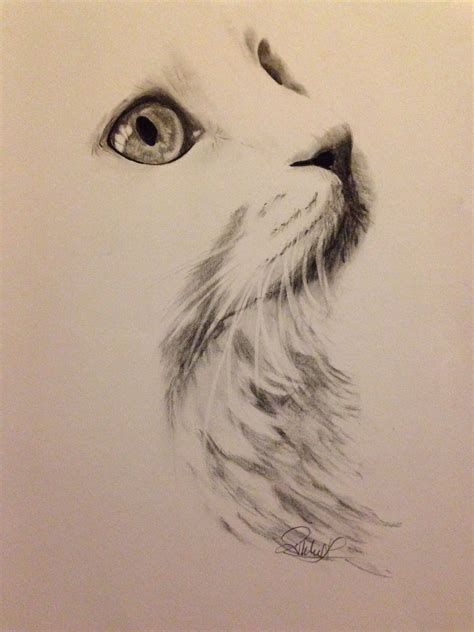 Simple Pencil Drawing Cat - bestpencildrawing