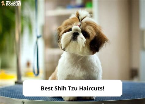 13 Best Shih Tzu Haircuts! (With Pictures)