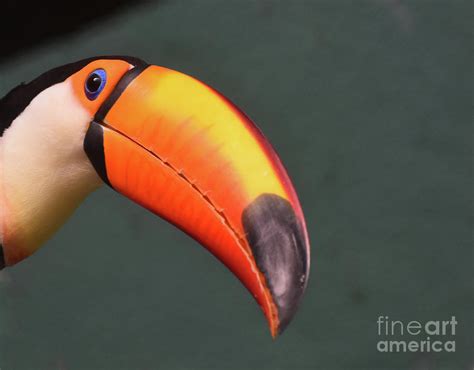 A Close Up Look at the Orange Bill of a Toucan Photograph by DejaVu Designs