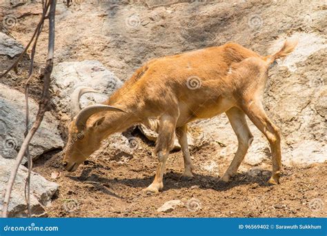 Mountain Goat in the Nature Habitat Stock Photo - Image of grass ...