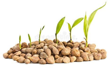 Palm Oil Seeds And Seedlings. Stock Image - Image of backgrounds, increase: 25494025