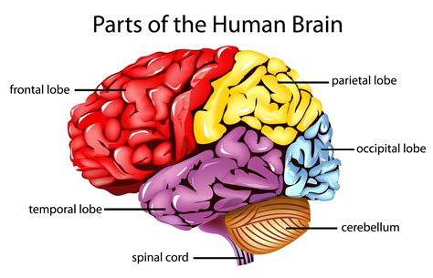 Human Brain Diagram Labeled - Viewing Gallery