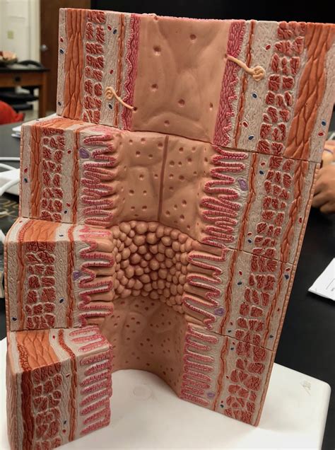GI Tract Histology Model Diagram | Quizlet