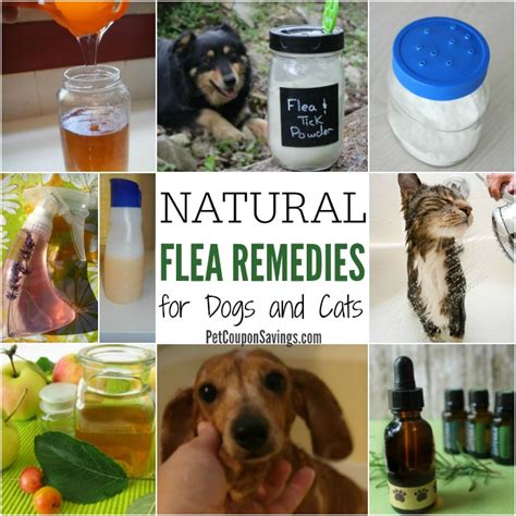 11 Natural Flea Remedies for Dogs and Cats - Pet Coupon Savings