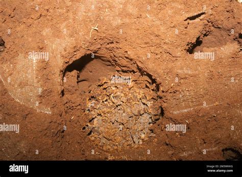 Inside termite mound Stock Photo - Alamy