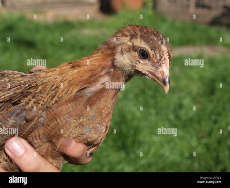 Welsummer pullet hi-res stock photography and images - Alamy