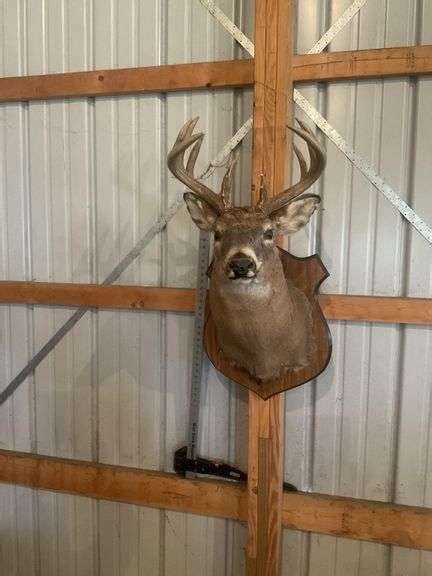 White tail deer mount - Legacy Auction Company