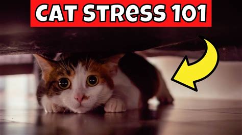 How to Tell if Your Cat is Stressed (Cat Stress 101) – HousePetsCare.com