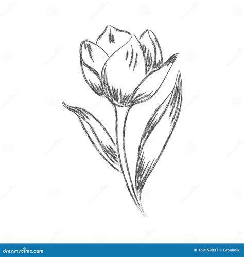 Vector Pencil Drawing of a Flower with Leaves Isolated on a White ...