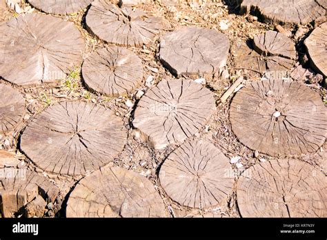 Photo of light brown texture stem tree Stock Photo - Alamy