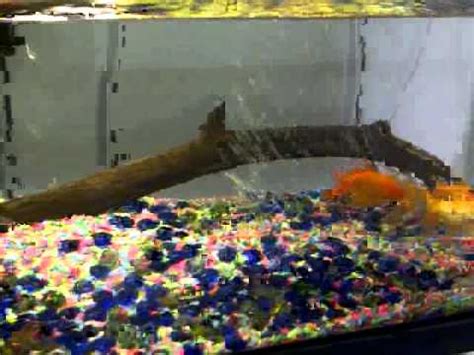 normal goldfish behavior? - YouTube