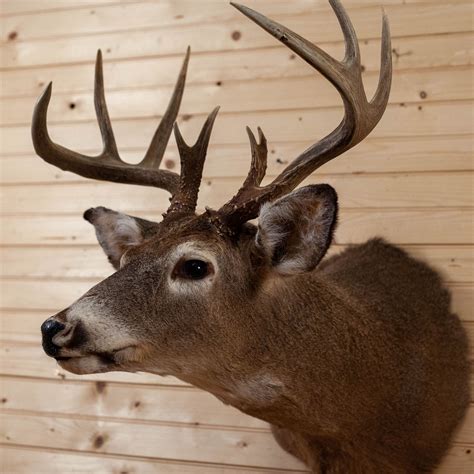 Excellent 10 Point Whitetail Buck Deer Taxidermy Shoulder Mount SW10864 in 2022 | Whitetail ...