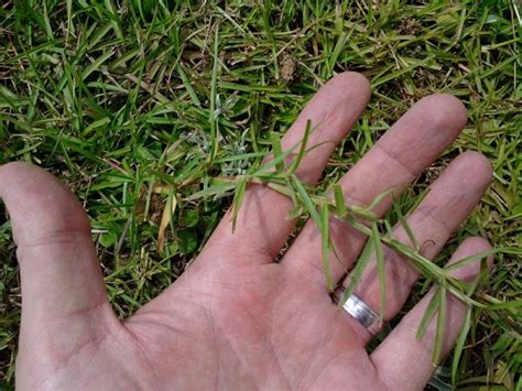 How To Plant Centipede Grass Seed