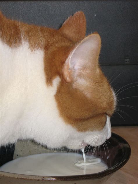 A cat drinking milk from a bowl. | Smithsonian Photo Contest ...