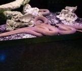 Hagfish - Description, Habitat, Image, Diet, and Interesting Facts