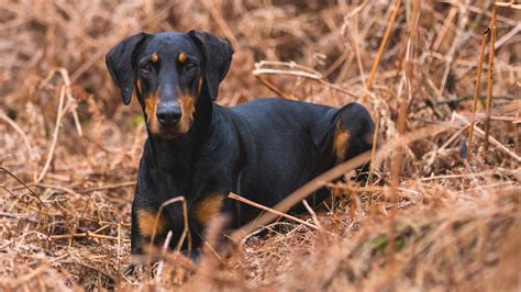 Doberman Rottweiler Mix (Rotterman) Dog Breed Facts - Pet Haver